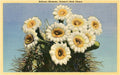 Saguaro Blossoms Postcard