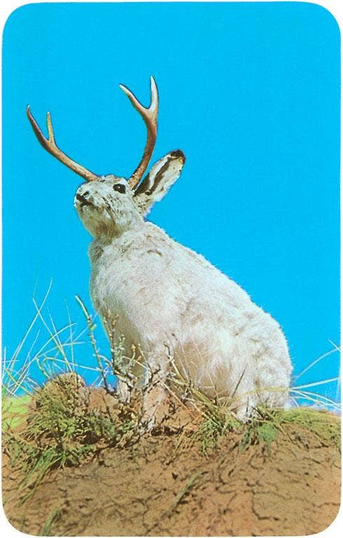 Jackalope, Horned Rabbit Postcard