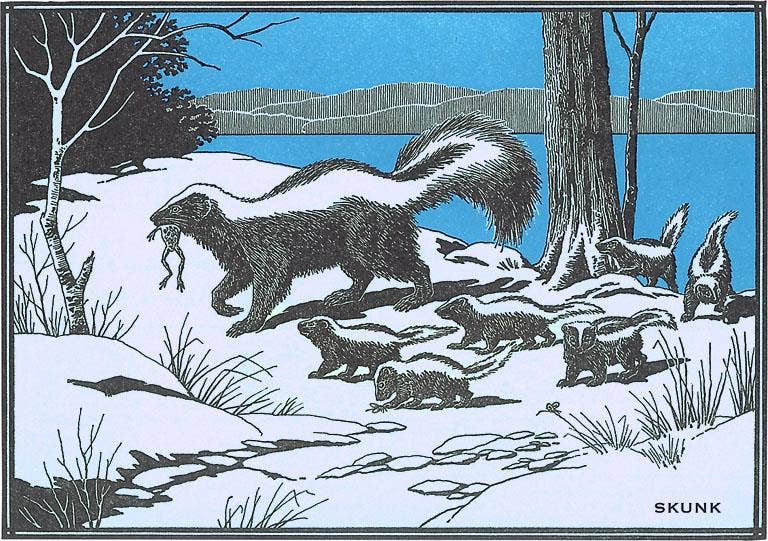 Postcard Skunk Family