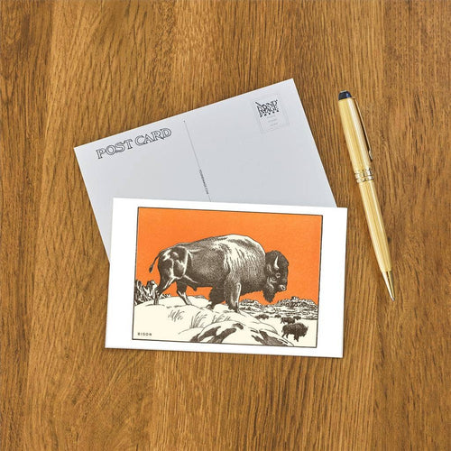 Bison Postcard