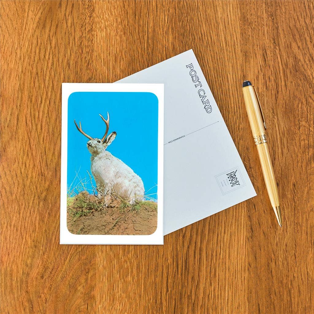 Jackalope, Horned Rabbit Postcard