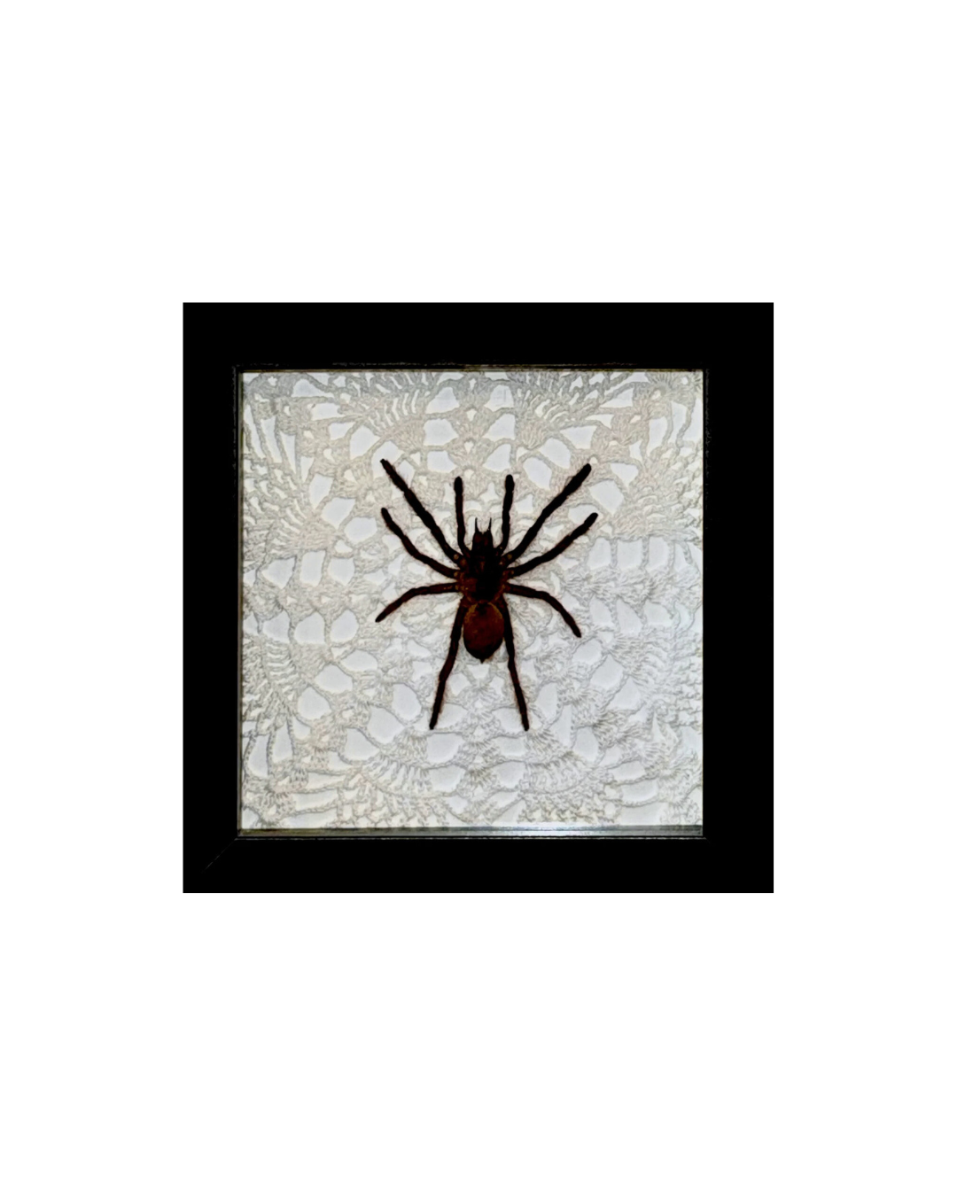 Tarantula on Vintage Doily