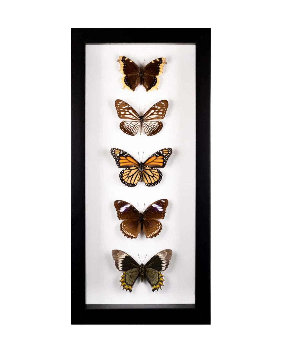 "Tomboy" Butterfly Collage