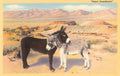 Desert Sweethearts, Nuzzling Burros Postcard