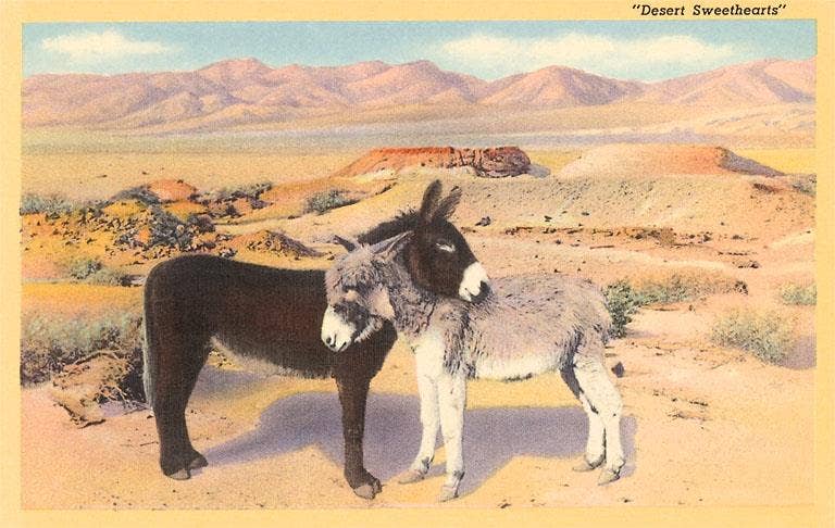 Desert Sweethearts, Nuzzling Burros Postcard