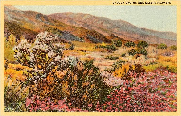 Chollas Cactus and Desert Flowers Postcard