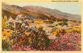 Chollas Cactus and Desert Flowers Postcard