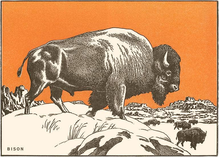 Bison Postcard